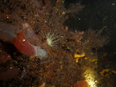 Sagartiogeton undatus