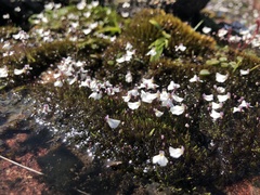 Utricularia brachyceras