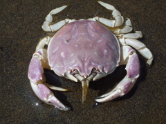 Pseudocorystes sicarius