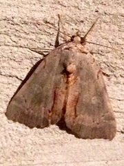 Catocala grynea