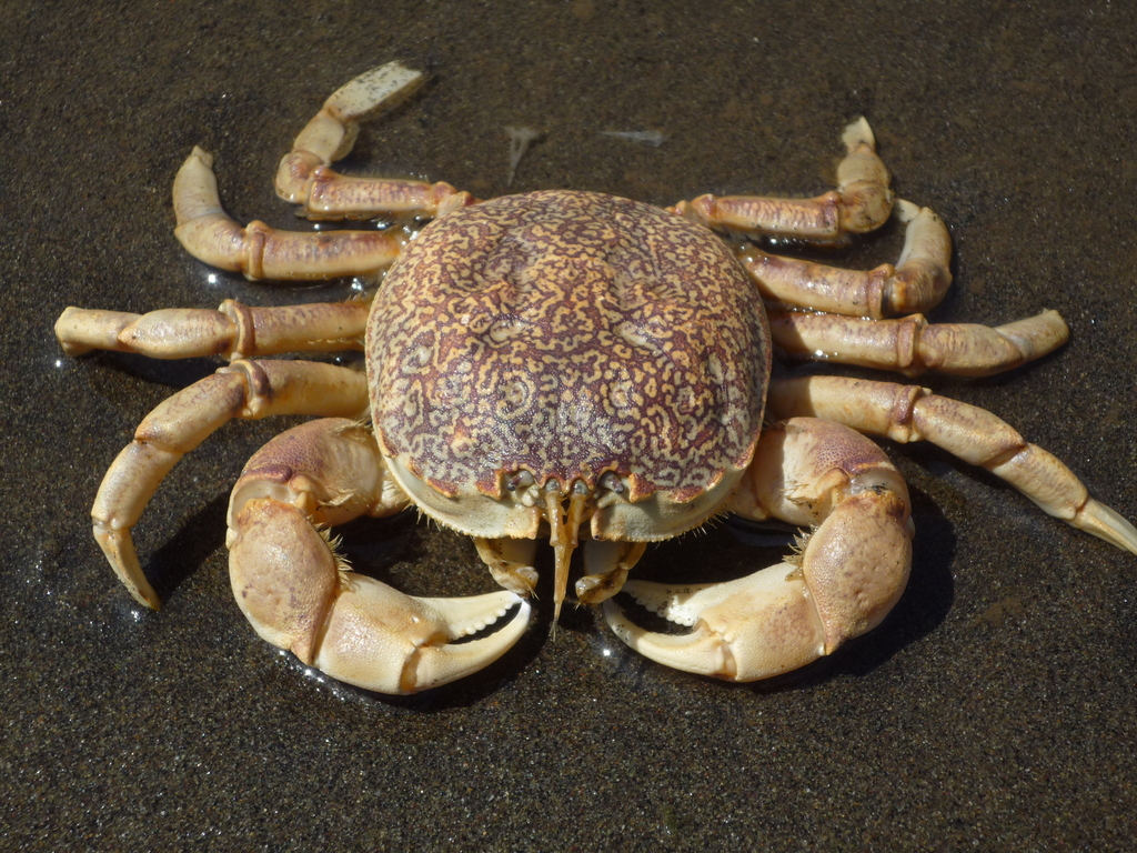 Belliidae