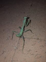 Mantis
