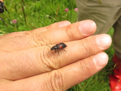 Astylus aulicus