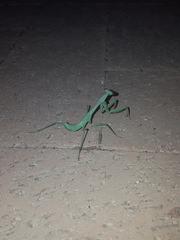 Mantis
