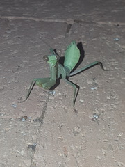 Mantis