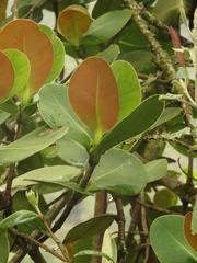 Clusia multiflora