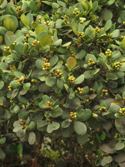 Clusia multiflora