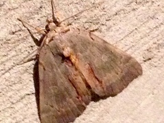 Catocala grynea