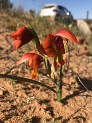 Gladiolus speciosus