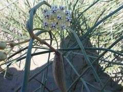 Asclepias subaphylla