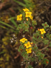 Chaetolepis microphylla