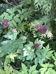 Angelica gigas