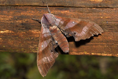 Marumba nympha