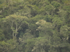 Weinmannia tomentosa