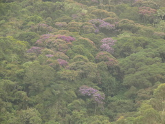 Andesanthus lepidotus