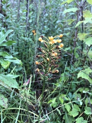 Platanthera chapmanii