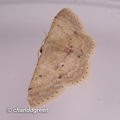 Idaea ptyonopoda