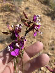Polygala microlopha