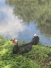 Cairina moschata domestica