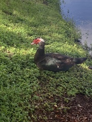 Cairina moschata domestica