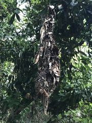 Rhynchocyclus olivaceus