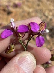 Polygala microlopha