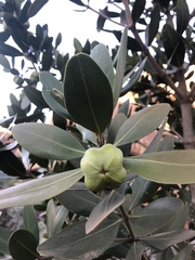 Hyaenanche globosa