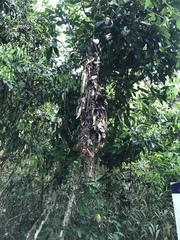 Rhynchocyclus olivaceus