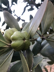 Hyaenanche globosa