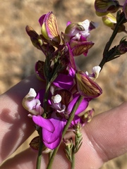 Polygala microlopha