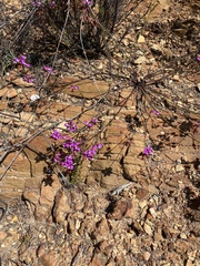 Polygala microlopha
