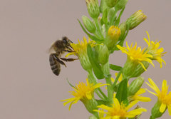 Apis mellifera