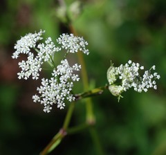 Ostericum sieboldii