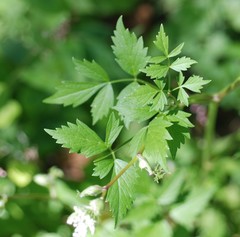 Ostericum sieboldii