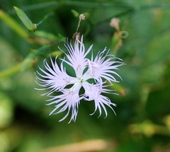 Dianthus longicalyx