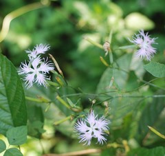 Dianthus longicalyx