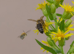 Apis mellifera