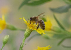 Apis mellifera