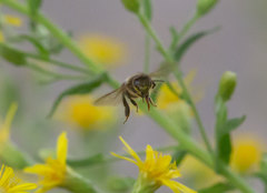 Apis mellifera