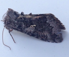 Syngrapha interrogationis