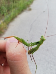 Mantis religiosa
