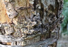 Fungi
