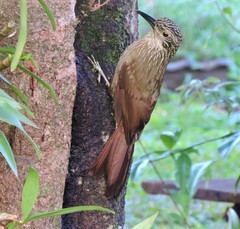 Dendrocolaptes platyrostris
