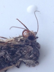 Syngrapha interrogationis