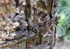 Fungi