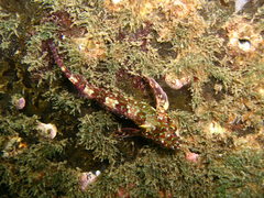 Helcogrammoides cunninghami