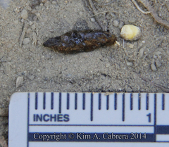 Sceloporus occidentalis