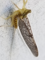 Leucrocuta aphrodite