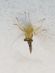 Leucrocuta aphrodite