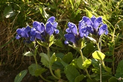 Dracocephalum grandiflorum